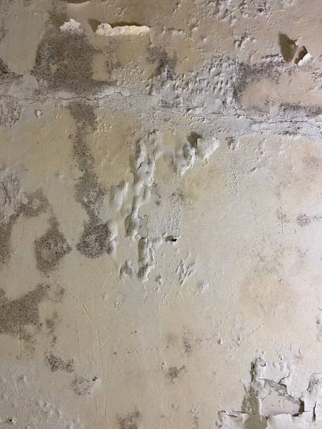 Best Black Mold Removal  in Gleneagle, CO
