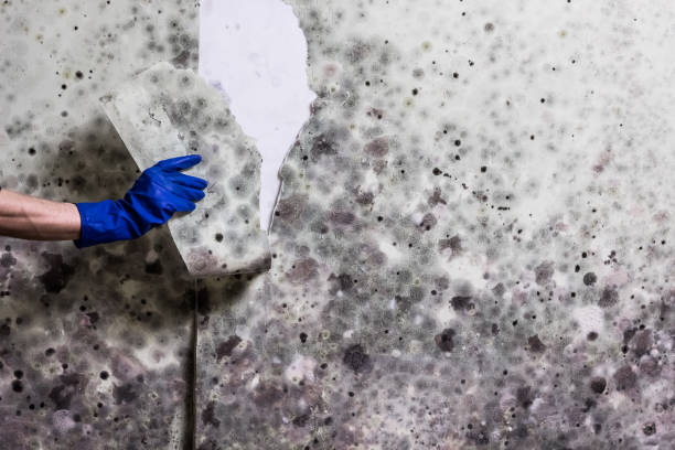 Best Mold Testing and Removal  in Gleneagle, CO