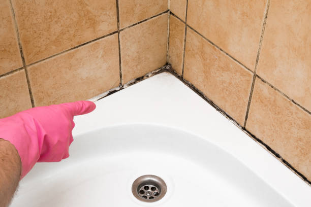 Best Commercial Mold Removal  in Gleneagle, CO